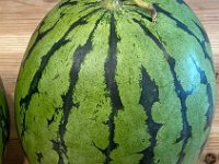 20230904Big watermelon