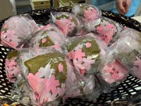 20250405Cherry blossom