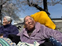 20250406Cherry blossom