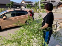 20250706Leaf of Tababata Fes