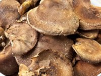 20251119Japanese Mushroom