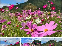 20251129Cosmos flower