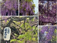 20260426Fuji flower festival