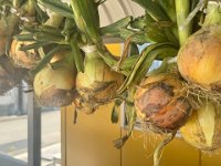 20260517Onion from Oki farm